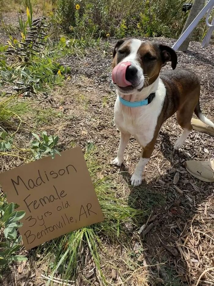 A brown and white dog with sign Madison, 3 years old, looking for adoption.