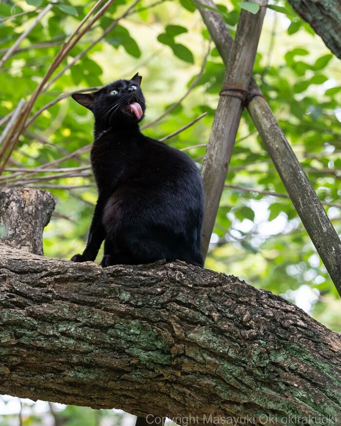 A black cat with its tongue out, sitting on a tree branch, showcasing street photography of black cats.