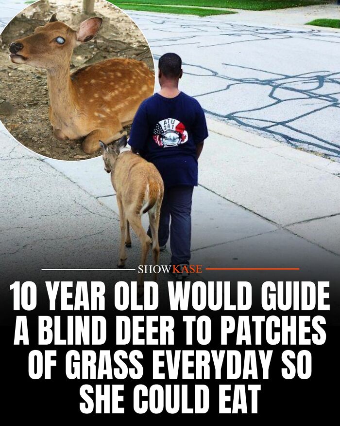Boy guiding blind deer to grass, representing heartwarming wholesome stories.