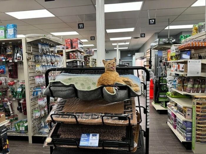 An orange cat relaxes in a pet bed on a cart, looking hilarious while working at a store.