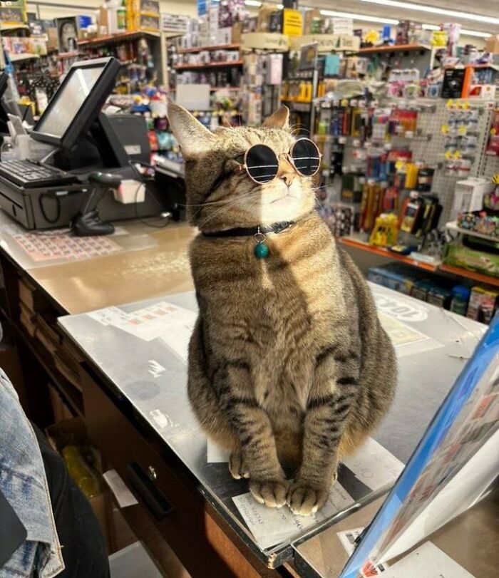 A cool cat wearing sunglasses sits on a counter, working at a store, taking its career seriously.