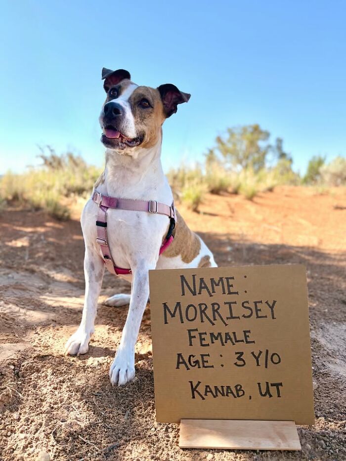 Dog with sign: Morrisey, a 3-year-old female, seeking adoption in Kanab, UT.
