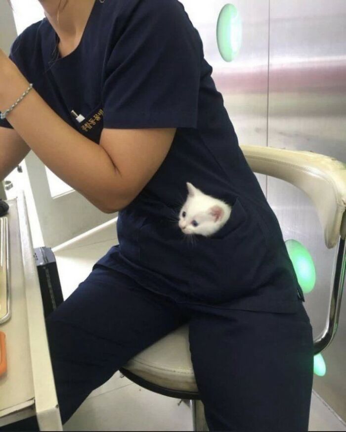 Hilarious cat at work, a tiny white kitten peeking out of a pocket in someone's scrubs, looking very serious.