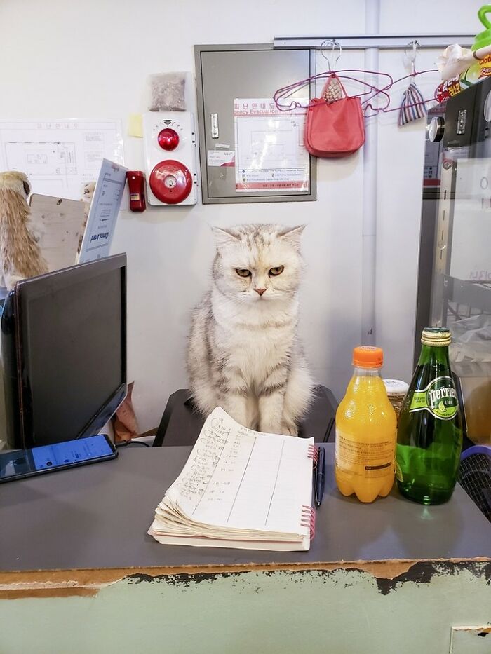 Hilarious cat at work sitting at a desk with an open notebook and drinks, looking very serious.