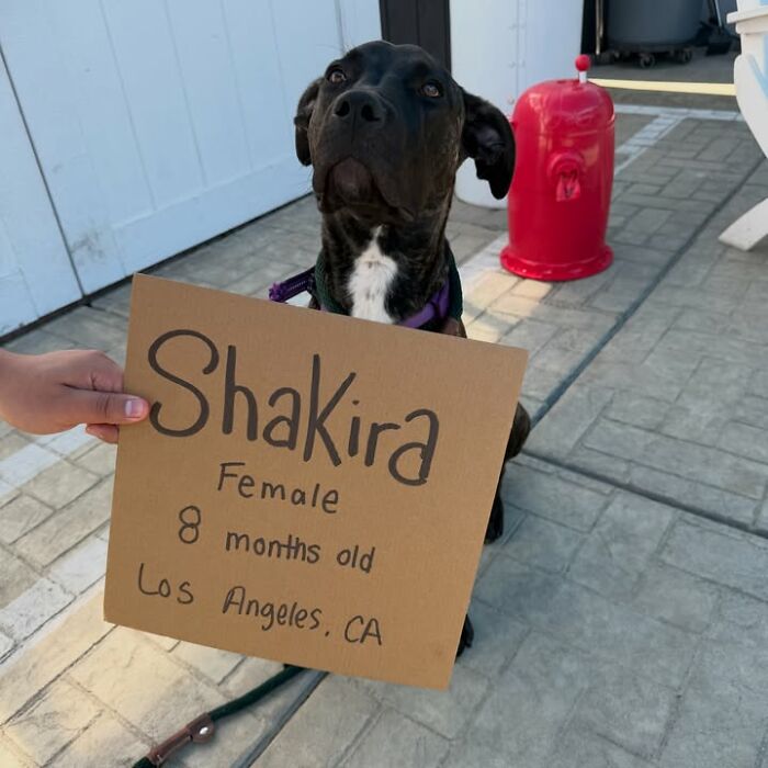 Dog with sign: Shakira, an 8-month-old female, seeking adoption in Los Angeles, CA.