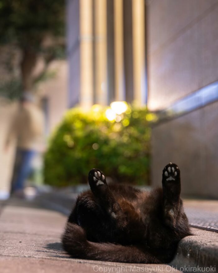 A black cat lying on its back with paws up on a street, part of a collection of black cats.