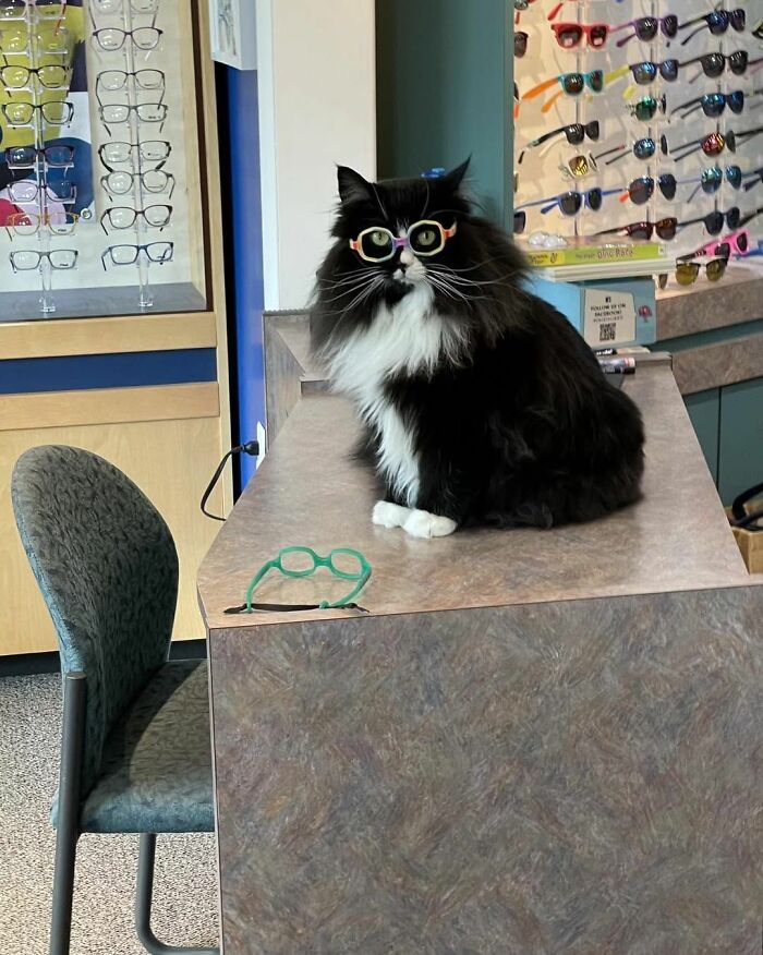 Hilarious cat at work wearing multiple pairs of glasses, looking very serious while sitting on a counter.