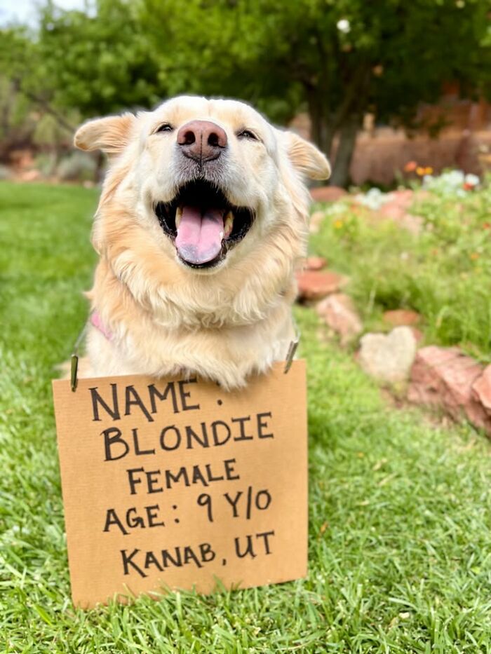 Dog with sign: Blondie, a 9-year-old female, seeking adoption in Kanab, UT.