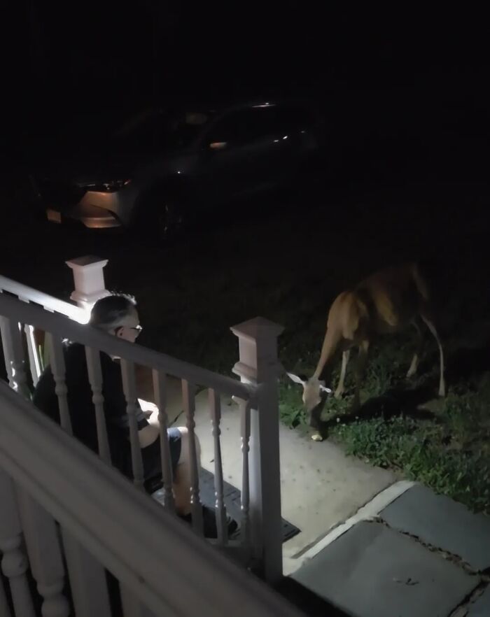A man watching a deer graze at night, showcasing a peaceful moment and the sweet proof of a simple life with the right man.