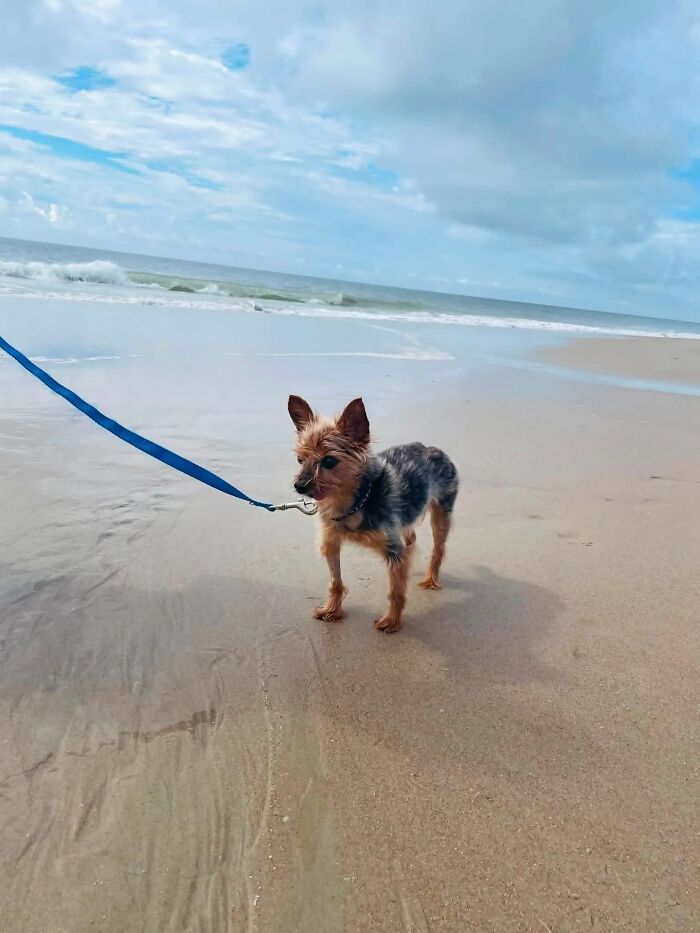 A small dog on a blue leash standing on a sandy beach with ocean waves in the background, sweet proof of finding the right man.