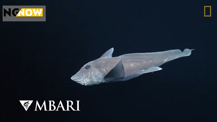 A ghostly chimaera swimming in the dark sea, representing creatures at the bottom of the ocean.