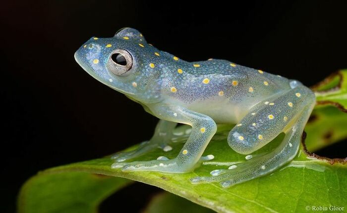 Glass Frog