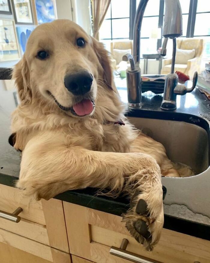 A happy golden retriever taking a bath in a kitchen sink, looking up at the camera.