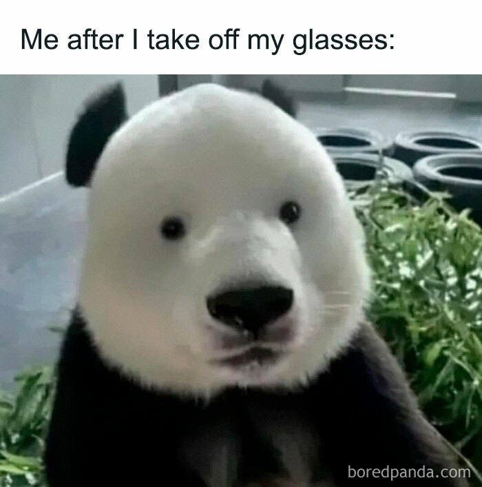 A blurry panda face represents how someone sees without glasses in a funny animal meme.