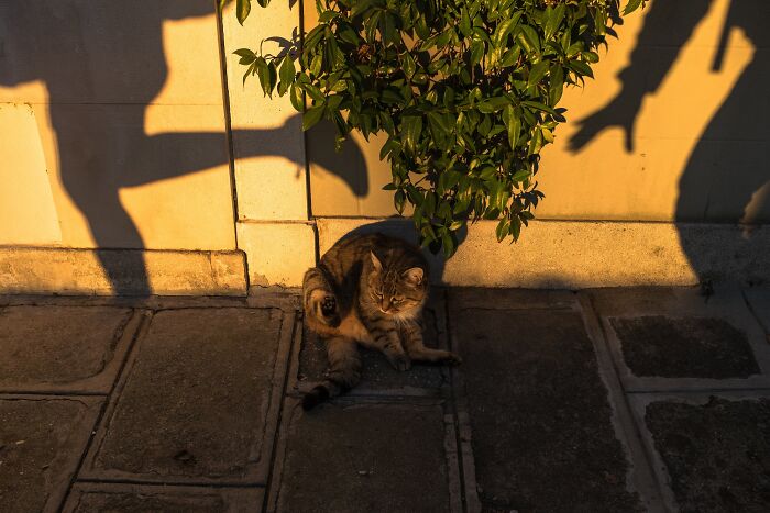 Jeffrey De Keyser's street photography shows a tabby cat sitting on pavement with long shadows and green foliage.