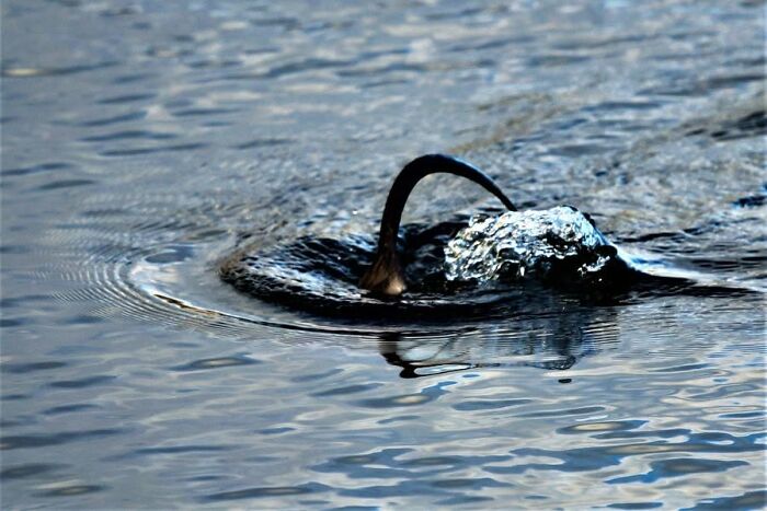 Wild aquatic bird diving underwater creating splash in wildlife photo