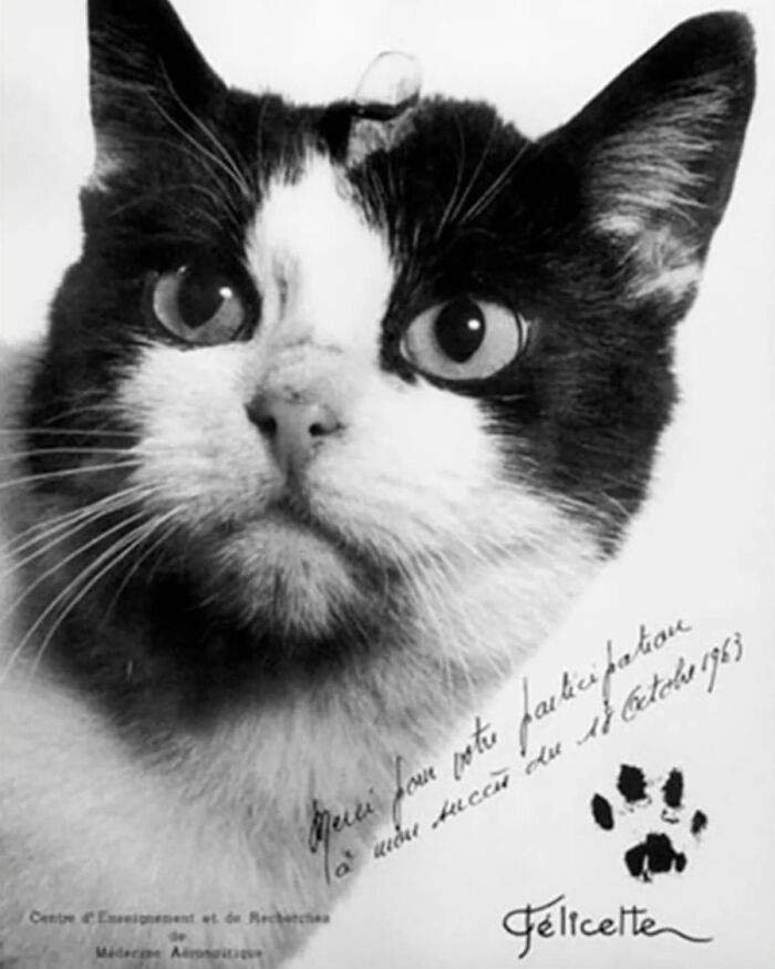 A vintage close-up of Félicette the space cat, representing famous historical animals of the past.
