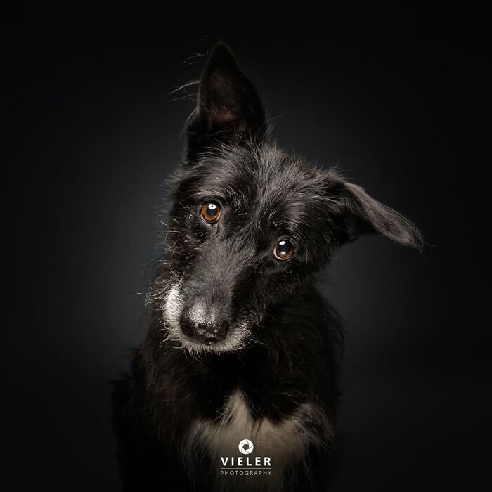 A black senior dog with curious eyes and tilted head, part of Christian Vieler's touching photos of love and loyalty.