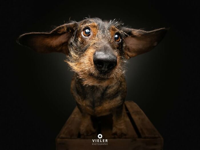 A senior dog with wide ears and expressive eyes, celebrating love and loyalty in a touching photo by Christian Vieler.