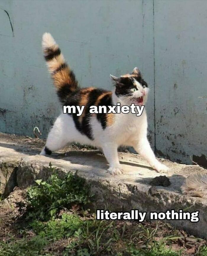 A calico cat startled and arched, representing anxiety, a funny cat meme.