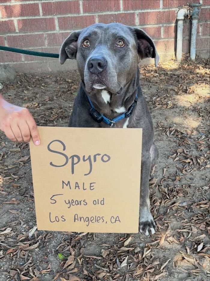 Dog with sign: a serious blue-nosed pup sitting while holding a cardboard sign with his name, age, and location.