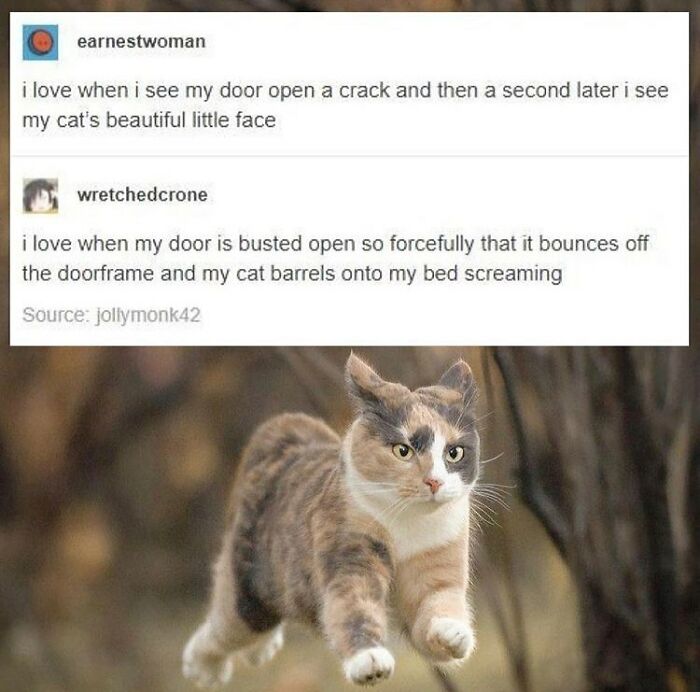 A calico cat mid-air, illustrating a cat bursting through a door, a funny cat meme.