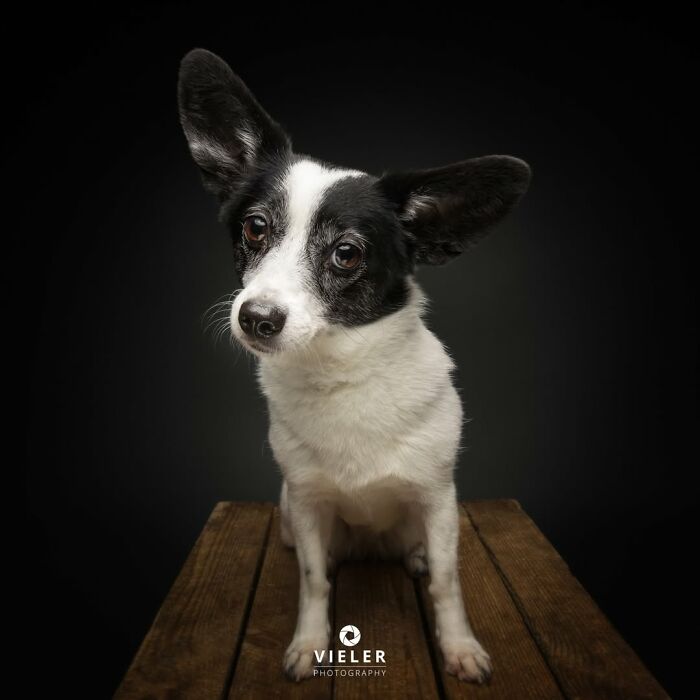 A black and white senior dog with upright ears sitting on a wooden bench, a portrait of love and loyalty by Christian Vieler.