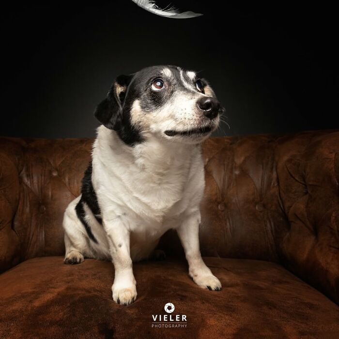 A black and white senior dog on a brown leather couch, looking up at a feather, celebrating love and loyalty.