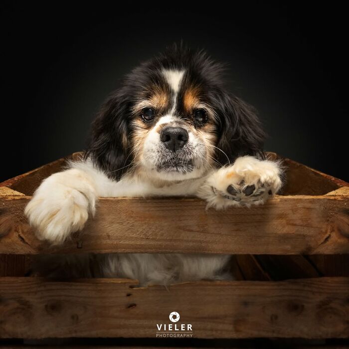 A black, white, and brown senior dog peeking from a wooden crate, an image of love and loyalty by Christian Vieler.