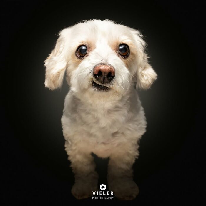A fluffy white senior dog with big, expressive eyes by Christian Vieler, embodying love and loyalty.