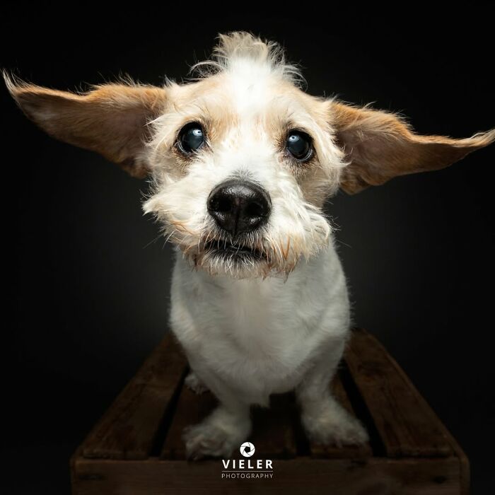 A senior dog with large ears and soulful eyes captured by Christian Vieler, showing love and loyalty.