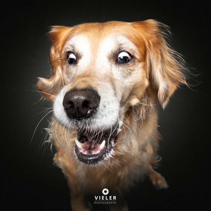 A golden retriever senior dog with a surprised expression, from Christian Vieler's touching photos of love and loyalty.