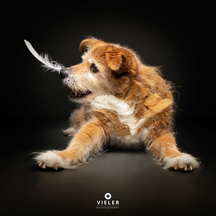 A cute senior dog with a feather on its nose, captured by Christian Vieler celebrating love and loyalty.