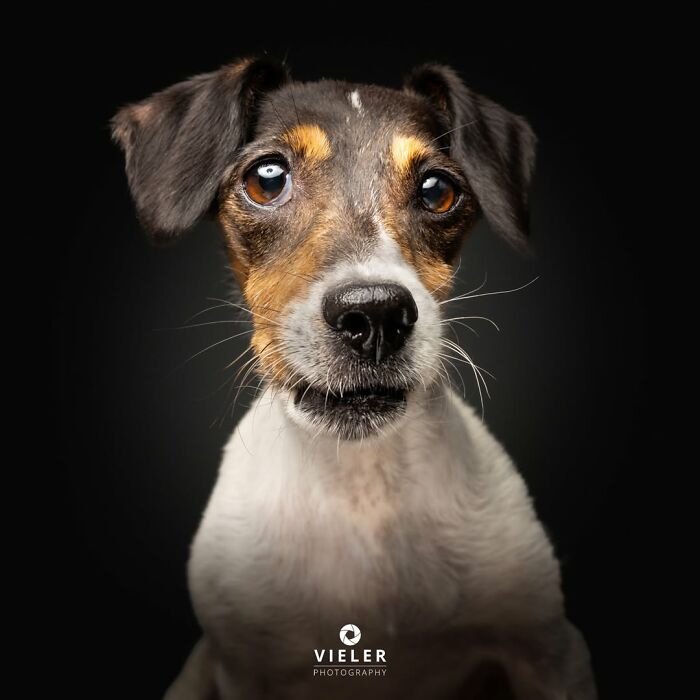 A soulful-eyed senior dog portrait by Christian Vieler, radiating love and loyalty.