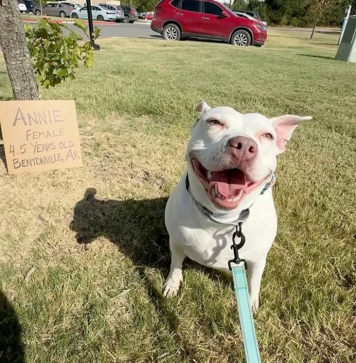 Dog with sign: Annie, a 4.5-year-old female, seeking adoption in Bentonville, AR.