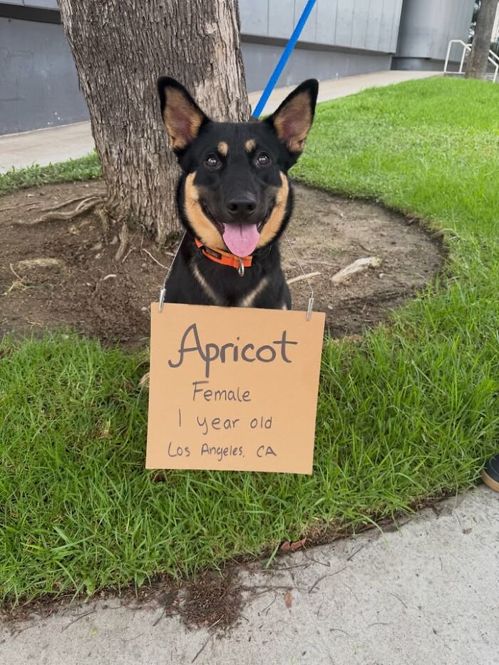 Dog with sign: Apricot, a 1-year-old female, seeking adoption in Los Angeles, CA.