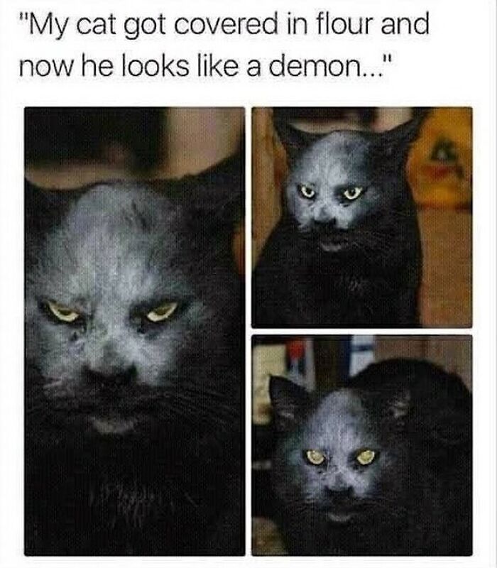 A black cat with flour on its face making it look like a demon, a funny cat meme.