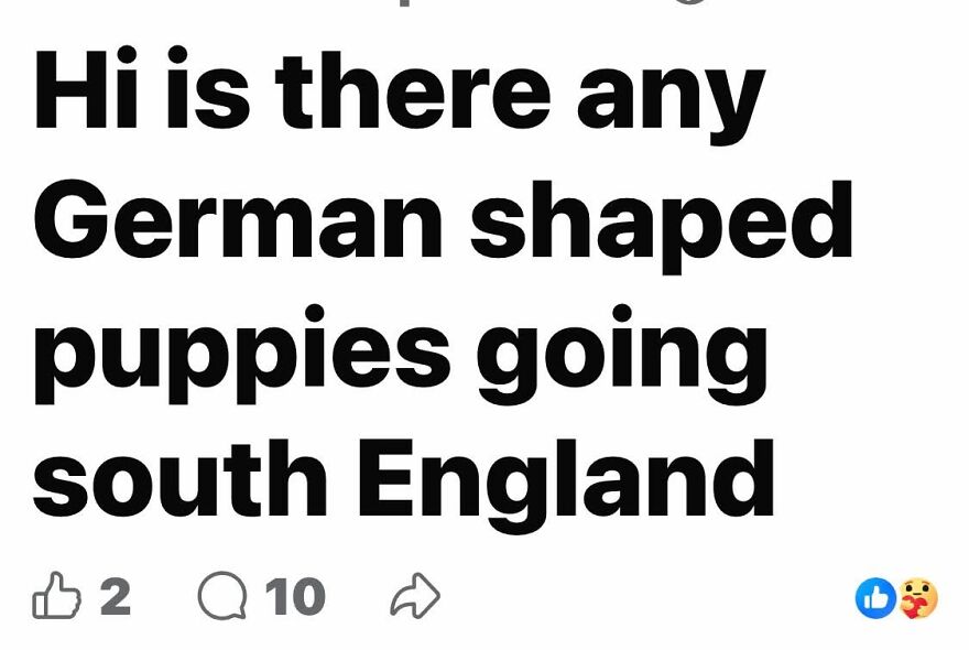 A social media post asking for German shaped puppies showing hilarious grammar fails.