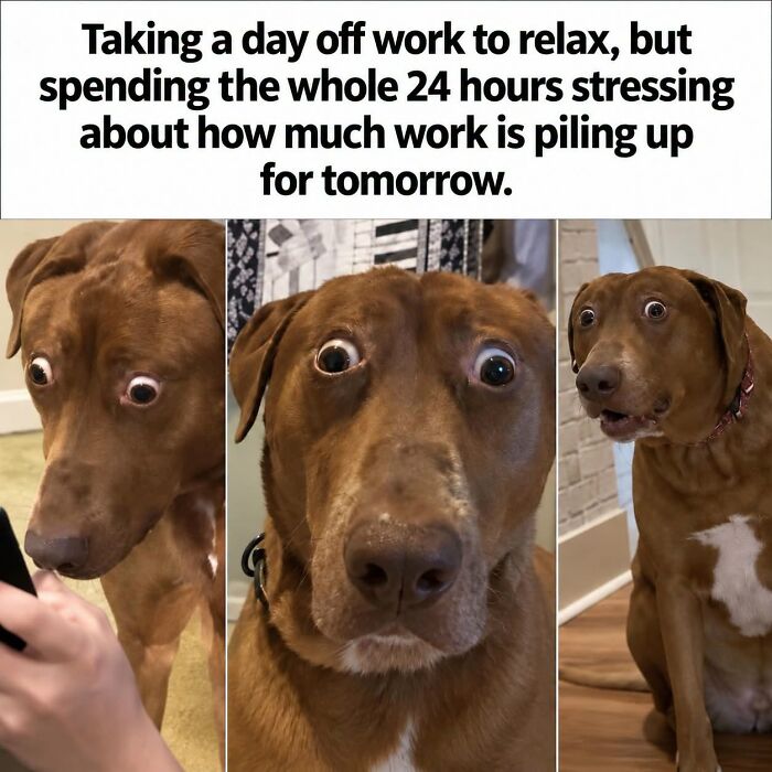 Work meme of a stressed dog worrying about piling work on a day off