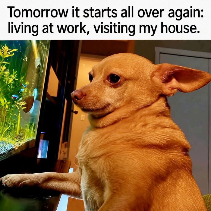 Dog staring at fish tank with work life sarcasm meme