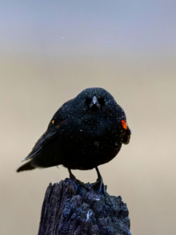 Close-up wildlife photo of a black bird perched on a post with speckled feathers