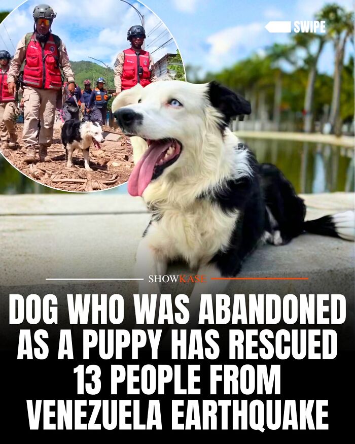 Rescue dog who saved 13 people in Venezuela earthquake featured in wholesome stories.