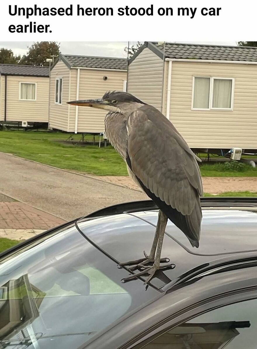 An unphased heron stands atop a car, demonstrating how easily grammar fails in captions.