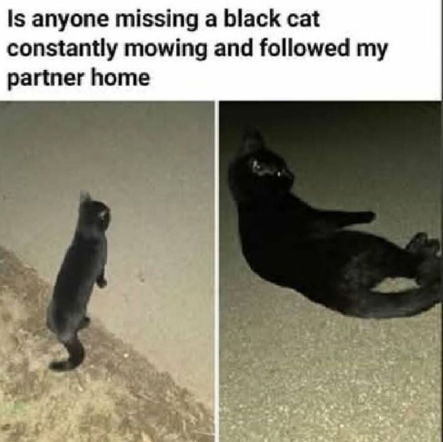 An online missing pet post with grammar fails describing a black cat constantly mowing
