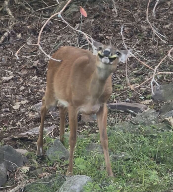 Wildlife photo of deer making a funny face with strange expression in natural setting