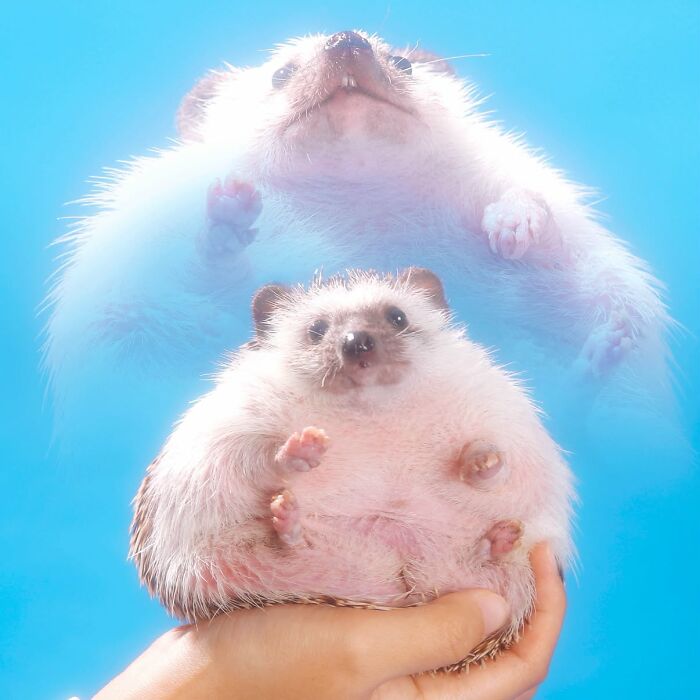 This Artist Turns People And Their Pets Into Hilariously Over-The-Top Fantasy Portraits (31 Pics)
