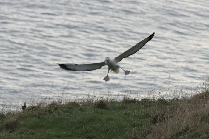 Wildlife photo of a seabird flying low over coastal grassland