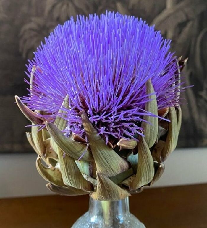 Interesting and cool photos of a blooming purple artichoke flower in a glass vase
