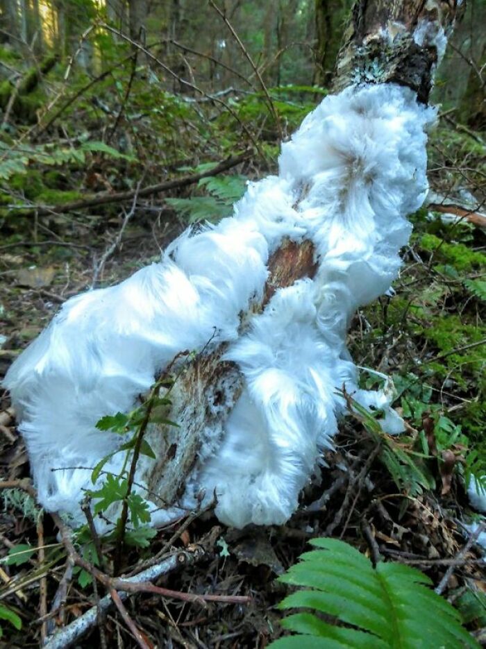 Interesting and cool photos of rare hair ice formation on a tree branch in the woods