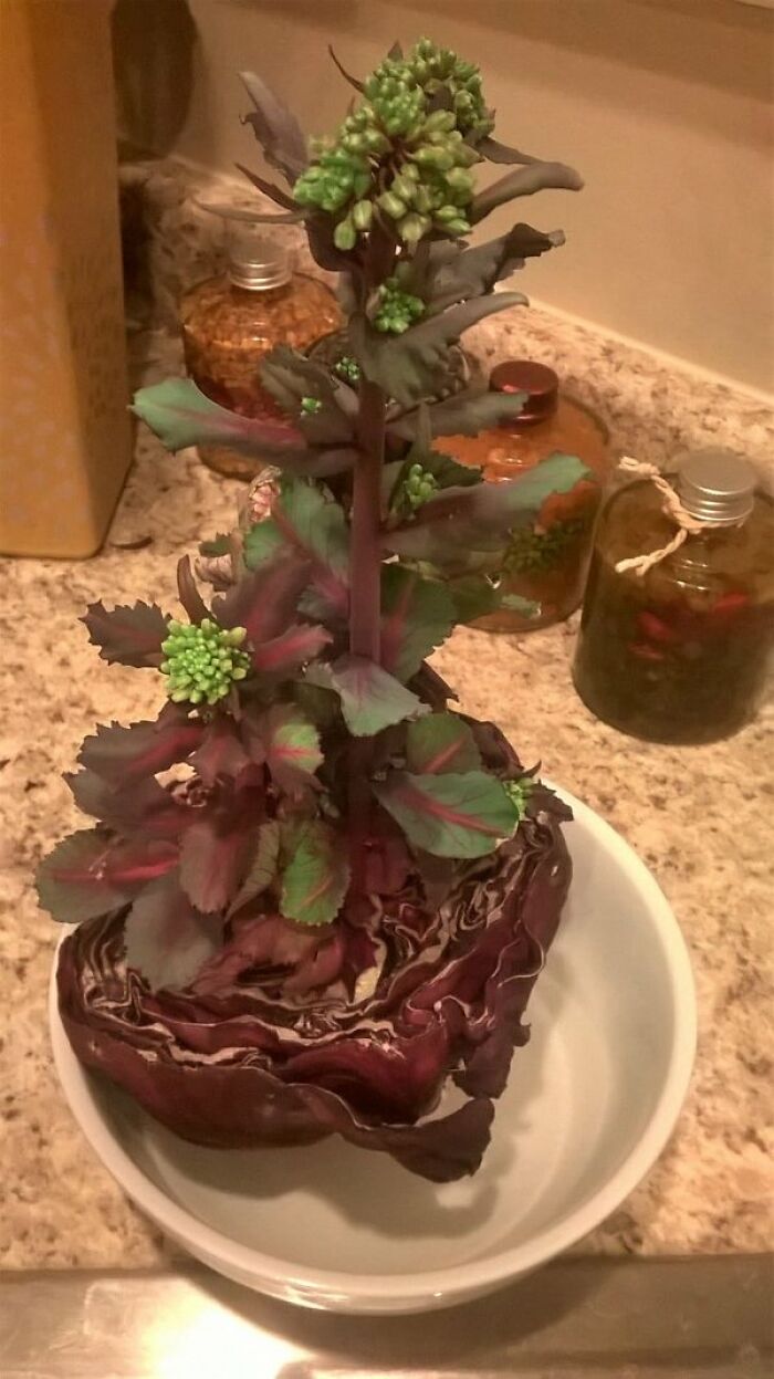 A purple cabbage root growing a tall green sprout in a bowl, showing interesting and cool photos of nature